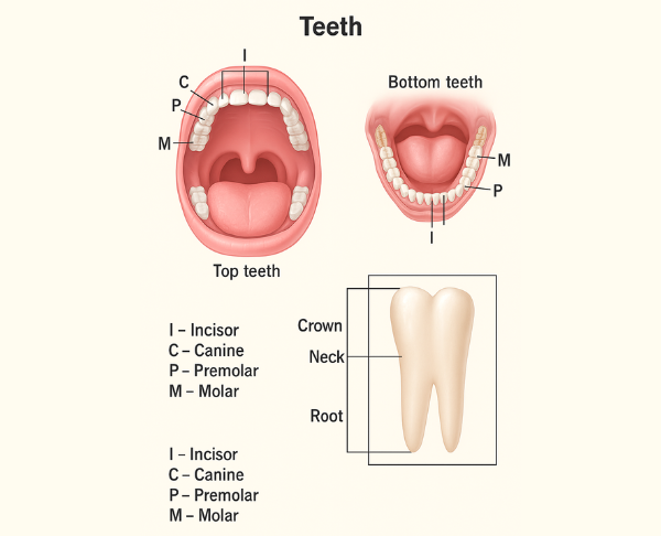 Types of Tooth Price List